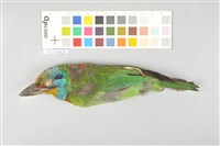 藏品(五色鳥)的圖片